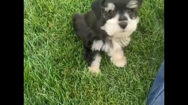 ADORABLE Miniature Schnauzer Puppy!! Judd Is AVAILABLE!
