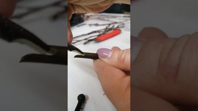 Зимняя прививка яблони и груши. Копулировка. смотреть онлайн