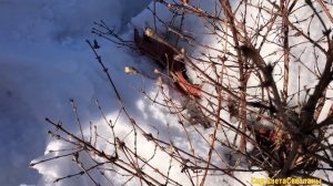 ЛУЧШИЕ растения для северной части сада. Кустарники для ТЕНИ и ПОЛУТЕНИ. КРАСИВЫЕ растения для сада