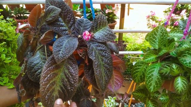 Fast Growing  Hanging Plants | Home Garden | Indoor Plants(Malayalam)