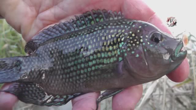 НЕОБЫЧНЫЕ РЫБКИ в Кубанских водоёмах. На Рыбалке Fishing angeln la pesca câu cá memancing Fish ประมง смотреть онлайн