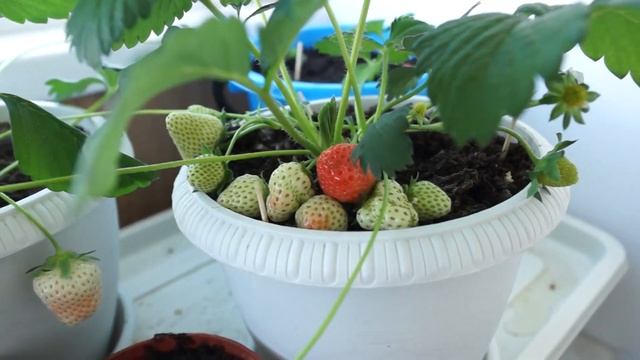Клубника на балконе, как выращивать.