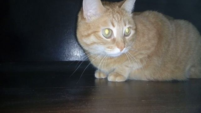 Лексус и первый снег смотреть онлайн