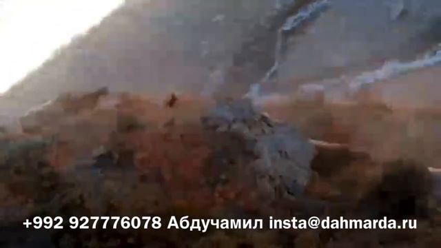 Овцы гузнской породы дахмарда Махмадсобира из селения Гузн в ущелье Хонако. 23 сентября 2021 смотреть онлайн