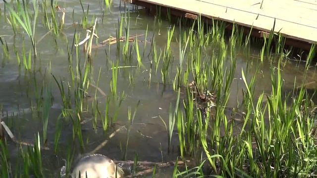 Лыткино платник 1 смотреть онлайн