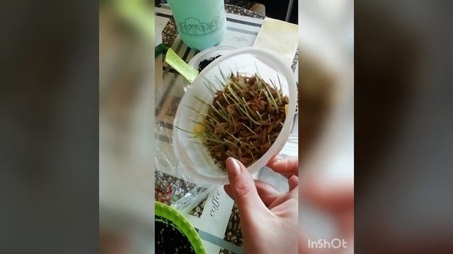 трава для котиков, справится даже ребёнок. (овёс сеем) смотреть онлайн