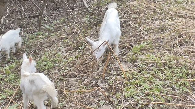 Обрезка копыт у козы / Внутреннее строение копыт / Болезни #козоводство #животноводство #зоология смотреть онлайн