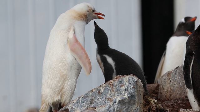 White Gentoo Penguin смотреть онлайн