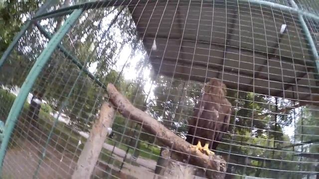 Орел степной . Мгарсьий монастир смотреть онлайн