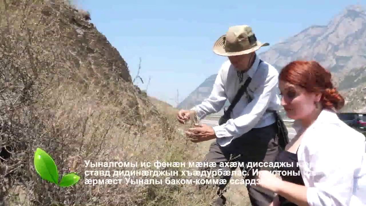 Кардаг ( ТРАВЫ ) - Хъадурбалас ( КАРАГАНА ) смотреть онлайн