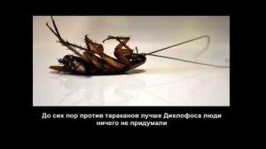 Интересные факты про тараканов