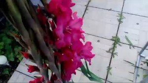 Гладиолусы при срезке