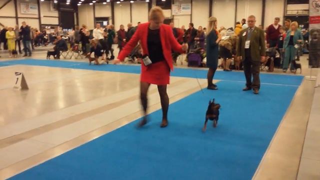 Класс юниоров сук. Цвергпинчеры. IDS Невский Победитель 15.12.2018 смотреть онлайн