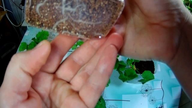 ИТОГИ УКОРЕНЕНИЯ ПЕЛАРГОНИЙ В ПЕРЛИТ, ВЕРМИКУЛИТ И ТОРФ С КОКОСОВЫМ ВОЛОКНОМ. ВЫВОДЫ, смотреть онлайн