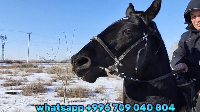 МЫНА АЙ КАШКА АТТЫН СЫНДУУСУ💥 23 января 2024 г. смотреть онлайн