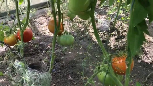 Крупноплодные томаты. Прекрасный томат "Три толстяка". смотреть онлайн