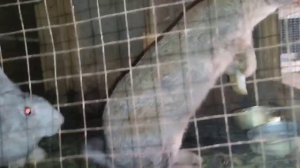 Случка крольчихи! Как правильно нужно покрывать крольчиху 🐇#врек#кролики_разведение#окрол#крольчата
