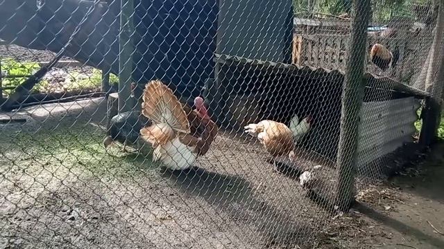 Зоопарк г. Белая Церковь смотреть онлайн