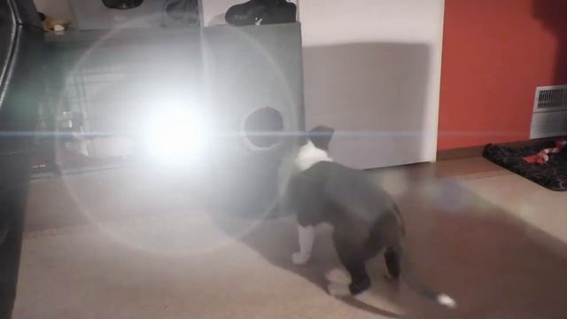 Groovy steals ball from cats scratching-post ... смотреть онлайн