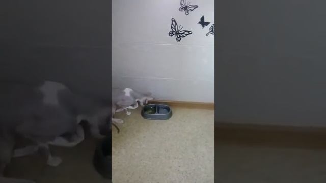 Кот ест суп. смотреть онлайн