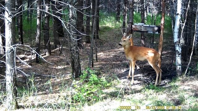 Самец косули на солонце смотреть онлайн