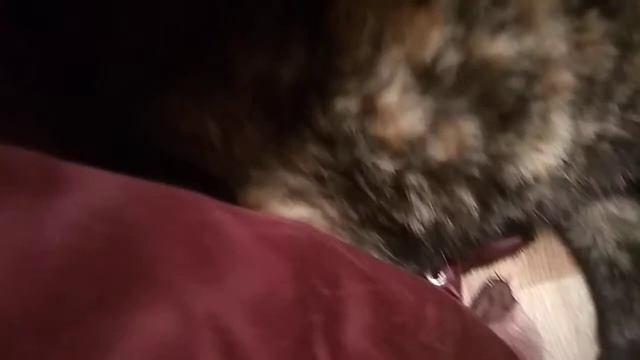 Кошка в доме. Кошка черепаховый окрас.