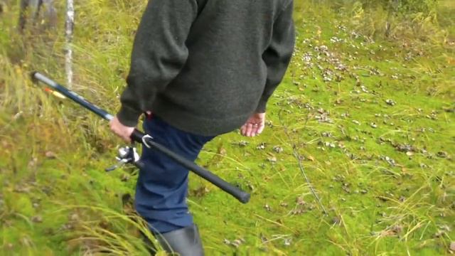 По лугам, лесам, болотам за золотой рыбкой. смотреть онлайн