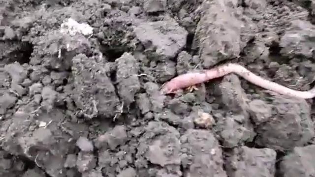 Большие дикие черви. смотреть онлайн