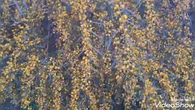 Copacul floarea Mimoza se mai numește Copacul biblic care Tamadueste mii de boli exista și roz смотреть онлайн