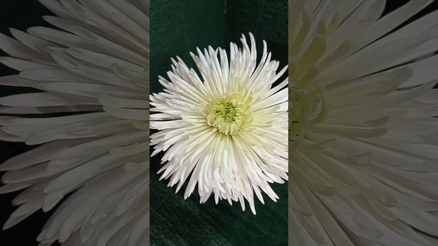 Одноголовая хризантема #OneGarden #CHRYSANTHEMUM смотреть онлайн