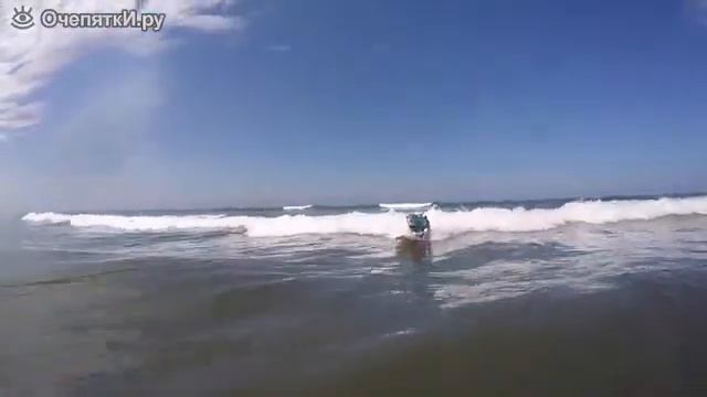 Катание корги смотреть онлайн