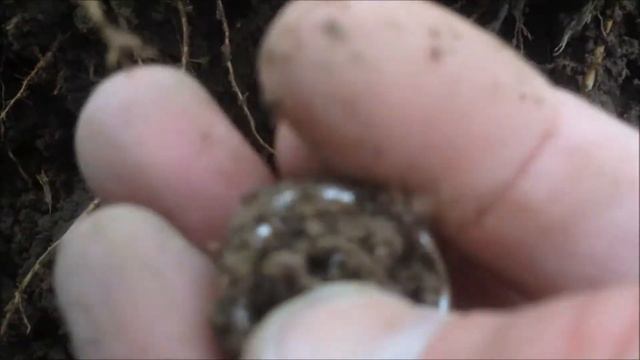 The double trifecta Silver & Rings !!!!! Score смотреть онлайн