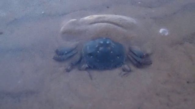 Ответчик-лев