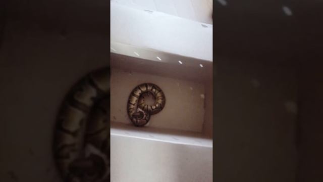 Feeding my Ball Python " Slow motion " смотреть онлайн