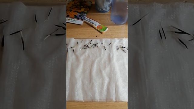 Бархатцы смотреть онлайн