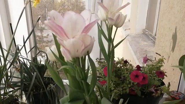 Тюльпаны в горшке. Цветение на балконе сорта Белиция. Апрель 2022 смотреть онлайн