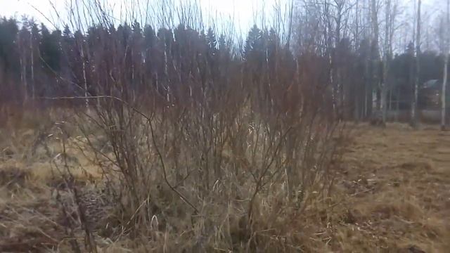 Как пилить ивняк и другой кустарник на своем участке. Мой инструмент. смотреть онлайн