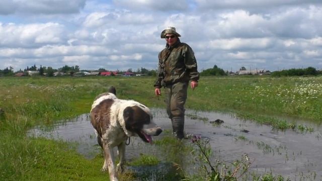 злая собака охраняет сенокос в селе, когда высохнет трава ? смотреть онлайн