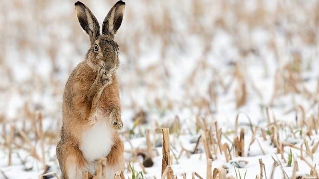 Народные приметы на вторую декаду ноября. смотреть онлайн