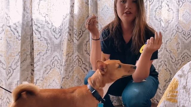 BASENJI: a Quick Video on Clicker Training/ Marker Words смотреть онлайн