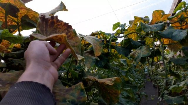 Конденсат убийца ??? плёнка поликарбонат смотреть онлайн