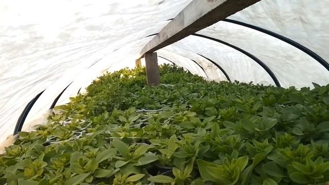 КАК ТОРГОВЛЯ? СКОЛЬКО РАССАДЫ??? смотреть онлайн