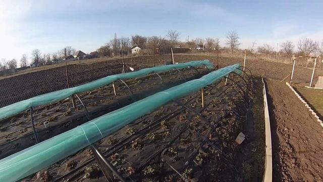 Первая подкормка земляники фосфорно калийными удобрениями смотреть онлайн