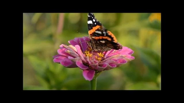 Для Женского Здоровья.Медитация./For Women's Health.Meditation. смотреть онлайн