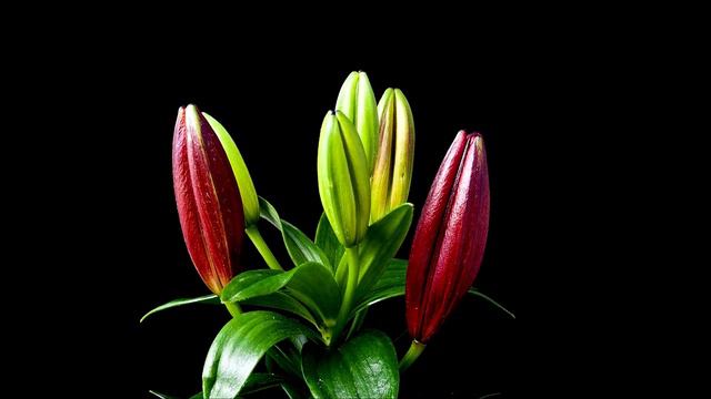 Beautiful flowers growing Bright Classical music, relaxing music, Calm Video смотреть онлайн