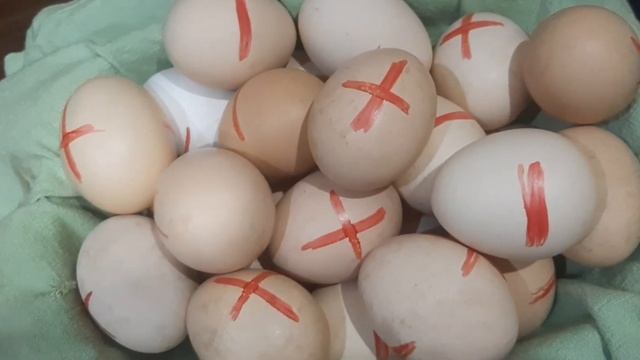 Инкубация бройлера КОББ 500 СКОЛЬКО ЯИЦ МЫ ВЫКИНУЛИ смотреть онлайн