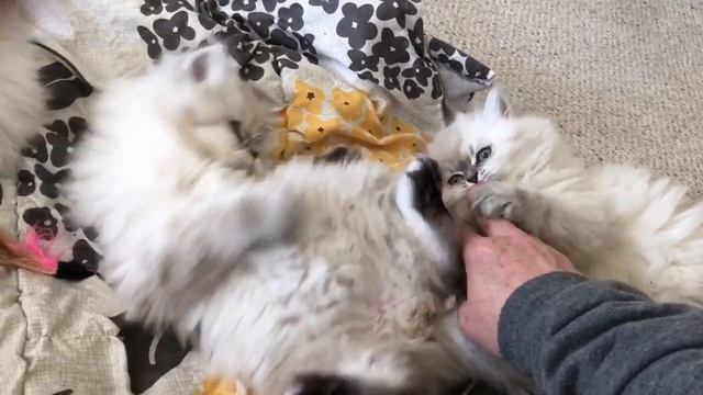 Adorable Lynx point Himalayan kittens смотреть онлайн