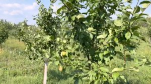 Яблоня Бельфлёр Китайка. Описание