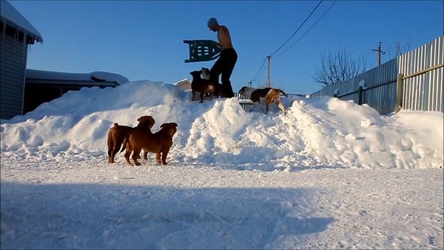 Old English Bulldogs In Russia - староанглийские бульдоги в россии #папасашанасвязи #oebrus