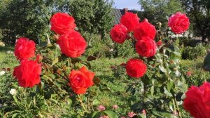 роза Салита